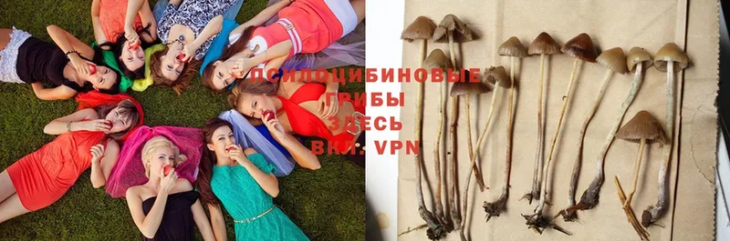 Галлюциногенные грибы Magic Shrooms  Зарайск 